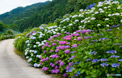 紫陽花の咲く道すがら