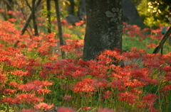 一斉に彼岸花