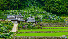 紫陽花のある風景