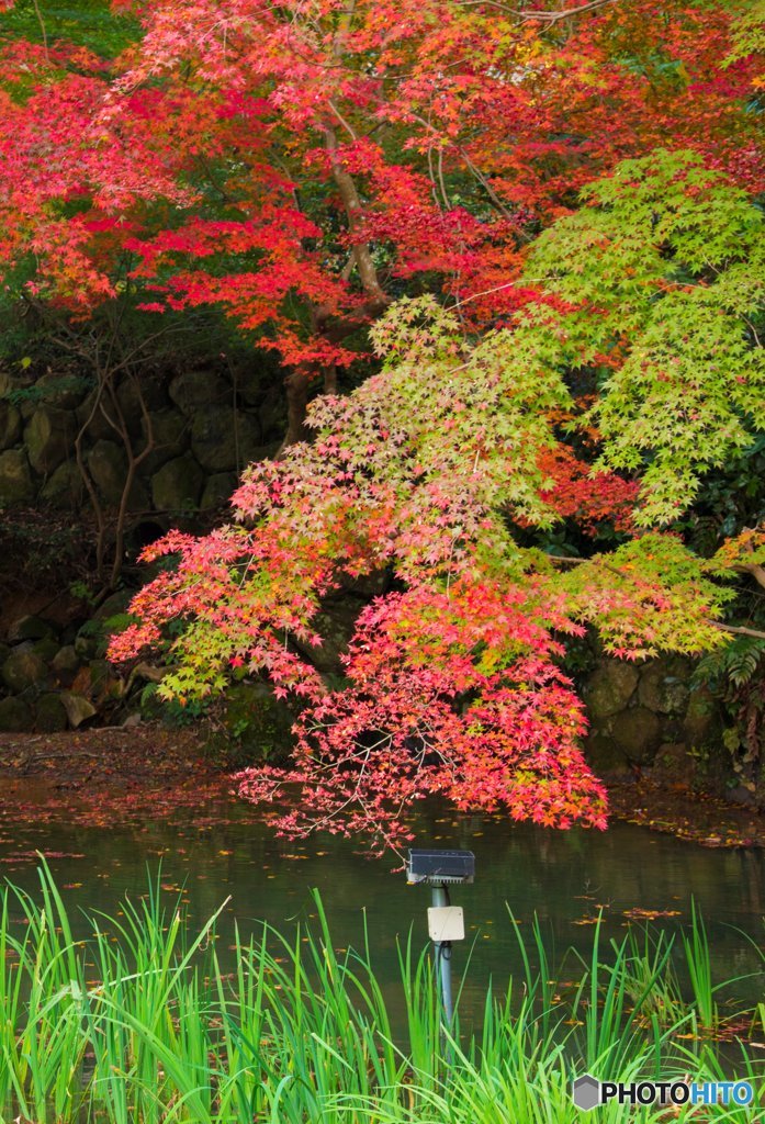 御池の紅葉