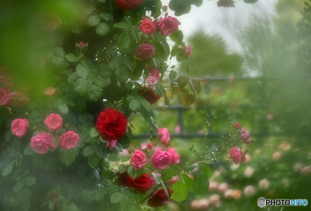 雨上がりの薔薇園