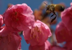 息を殺して・・の緋寒桜