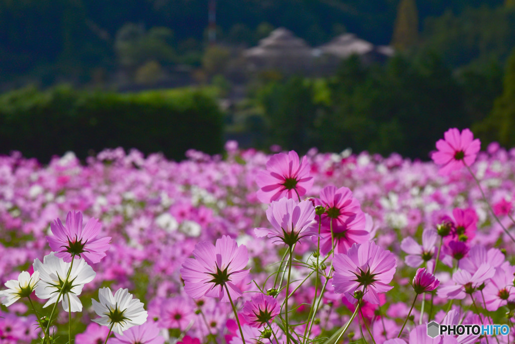 コスモスの花園