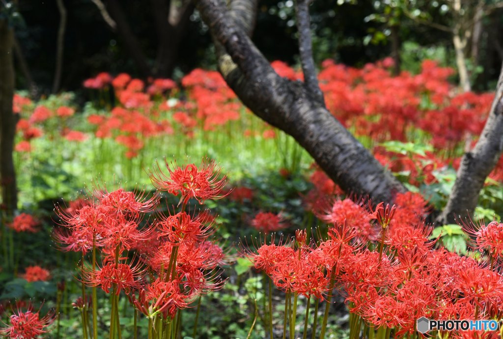 群生彼岸花