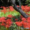群生彼岸花