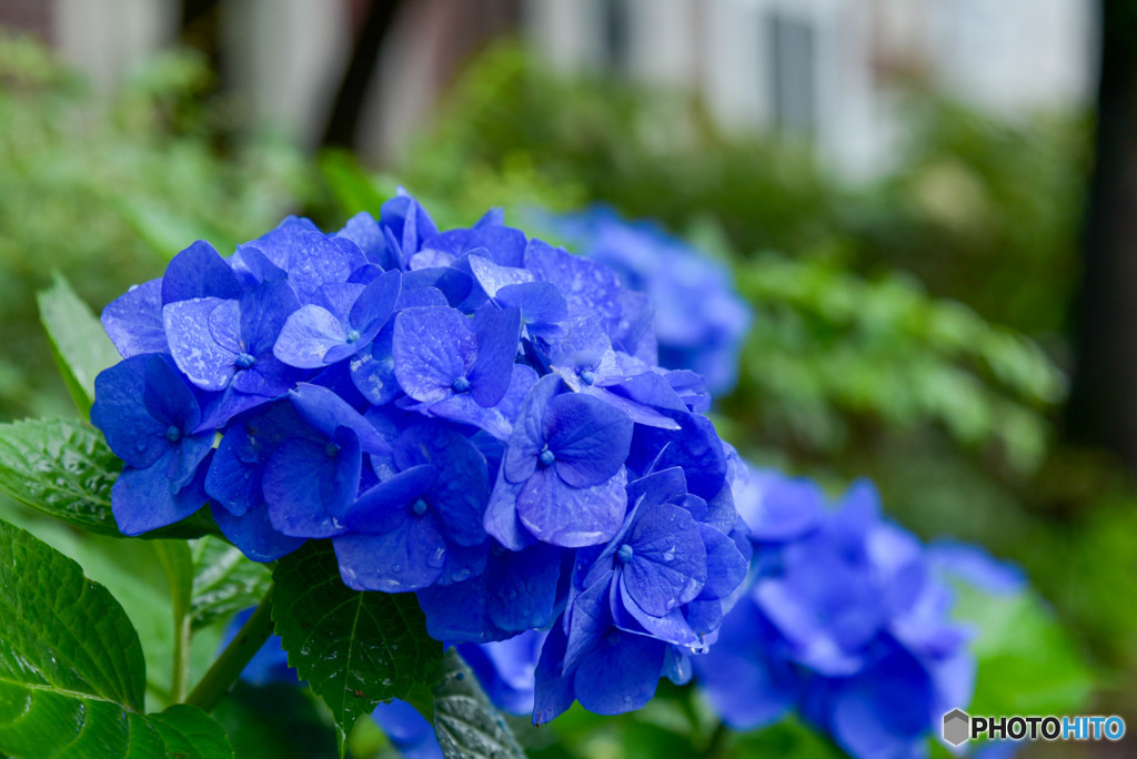 蒼き紫陽花