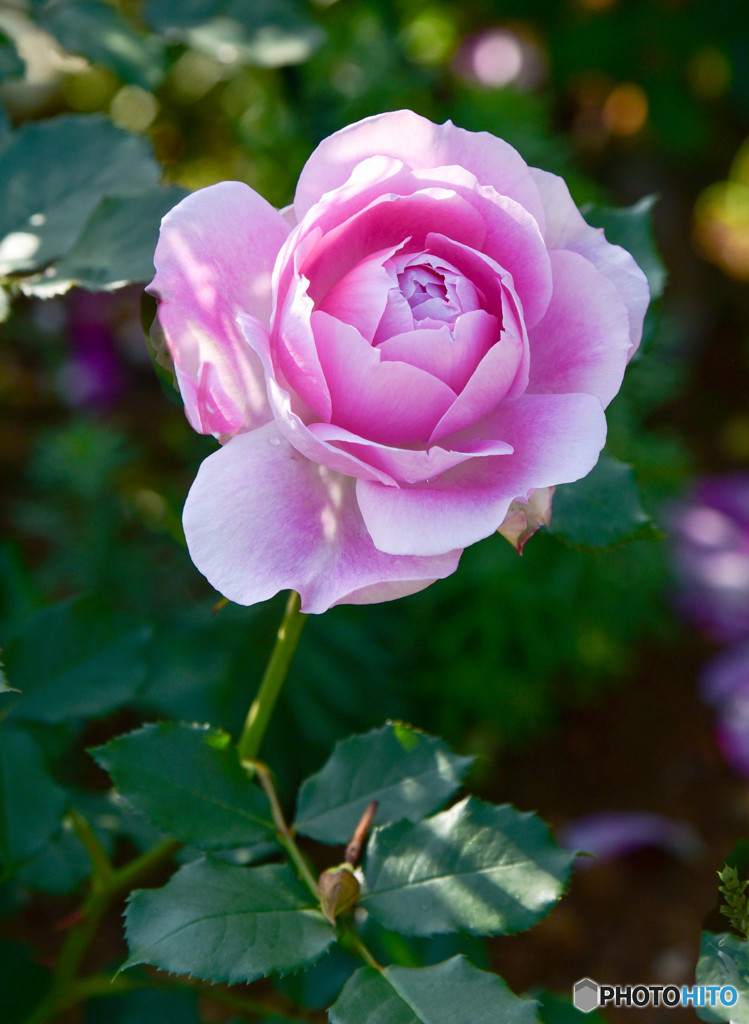 薔薇の香り