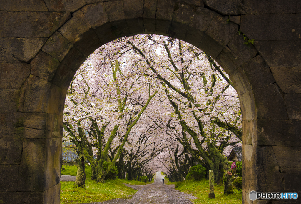 円応寺　参道の桜並木