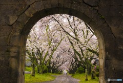 円応寺　参道の桜並木