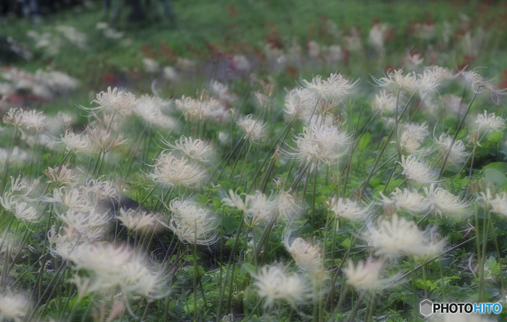 風に吹かれて曼珠沙華