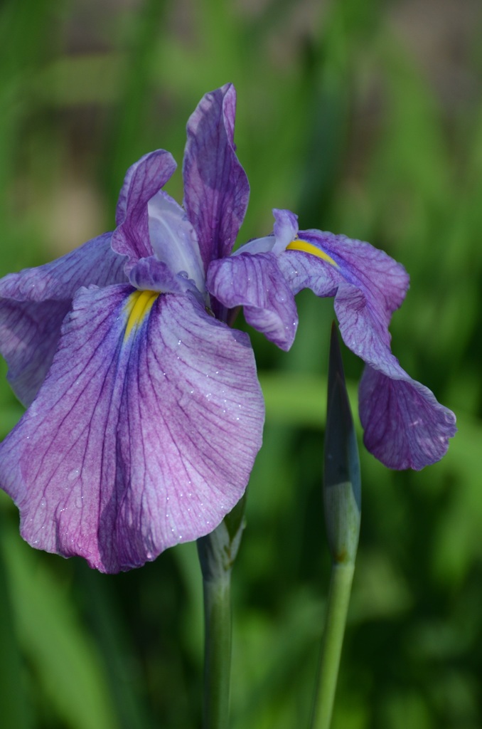 花菖蒲