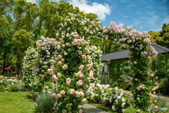 満開の薔薇園