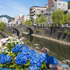 おたくさ咲く眼鏡橋