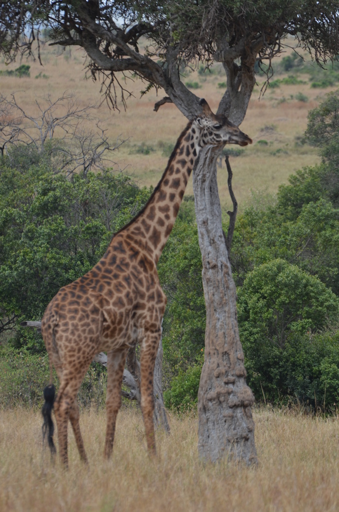 お食事中のジラフ・・