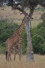 お食事中のジラフ・・