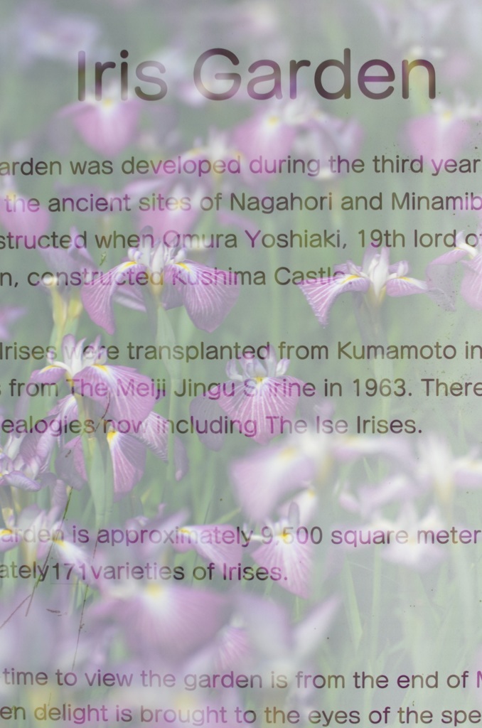Iris Garden