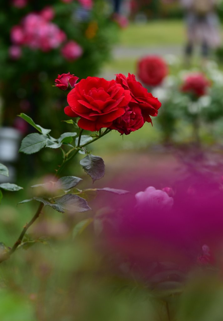 Garden of the red rose