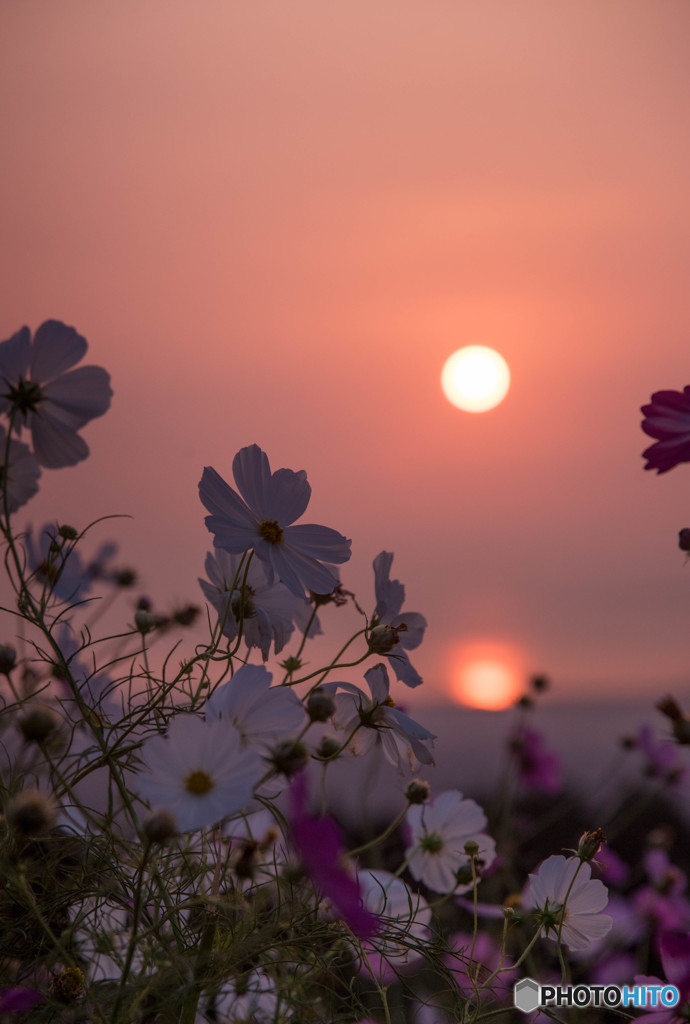 朝陽と秋桜