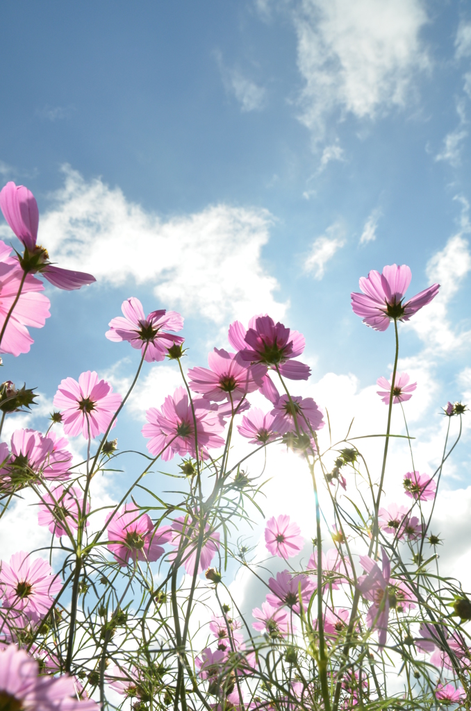 空へコスモスの花