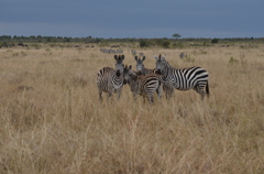 マサイマラ国立保護区（ケニア）