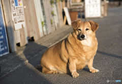 看板犬　Qooちゃん♪