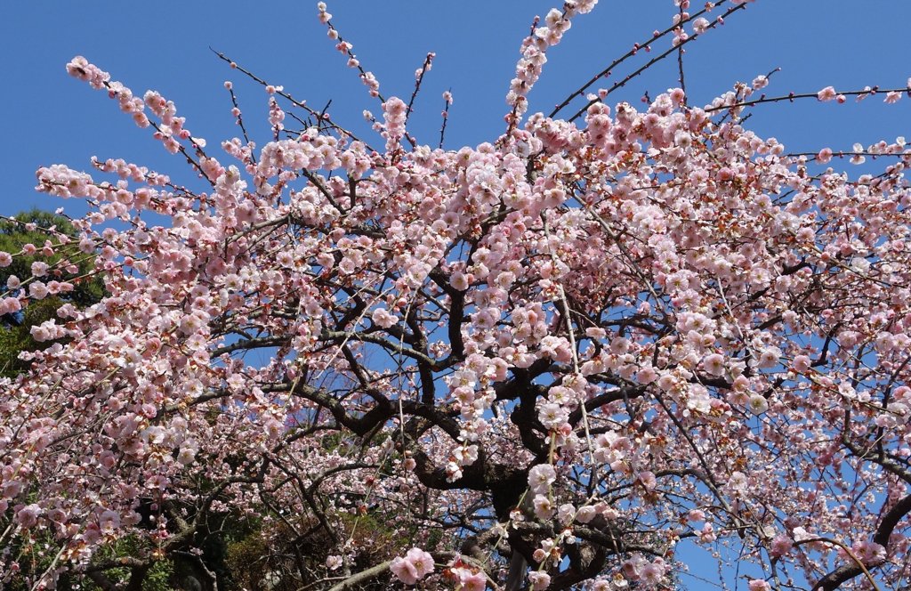 しだれ梅
