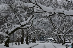 雪化粧