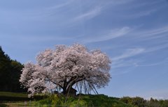 百年桜と青い空