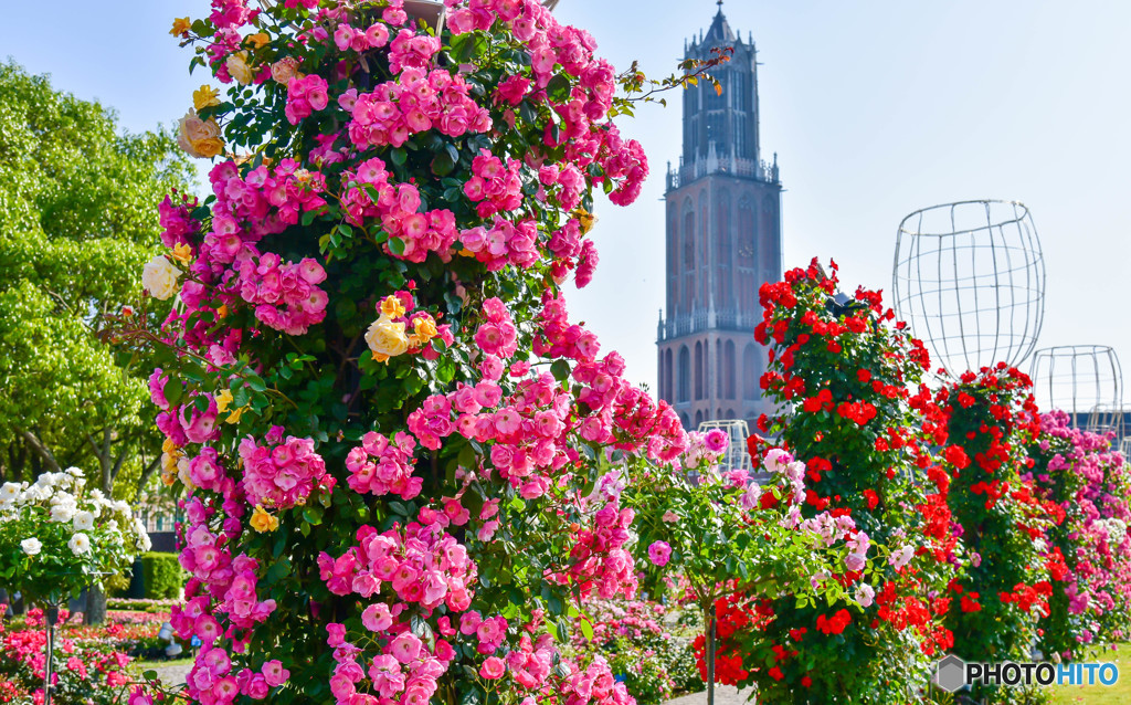 誘われて薔薇の園