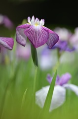 健気に花菖蒲