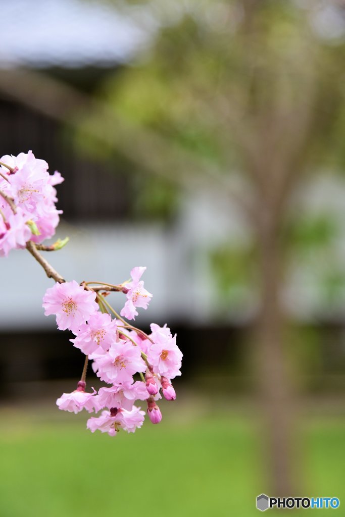 桃色桜花