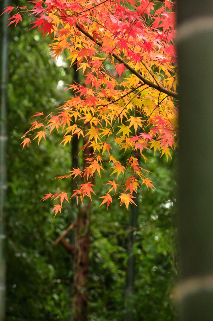 紅葉の彩