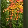 紅葉の彩