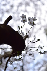 山桜・・終焉の美