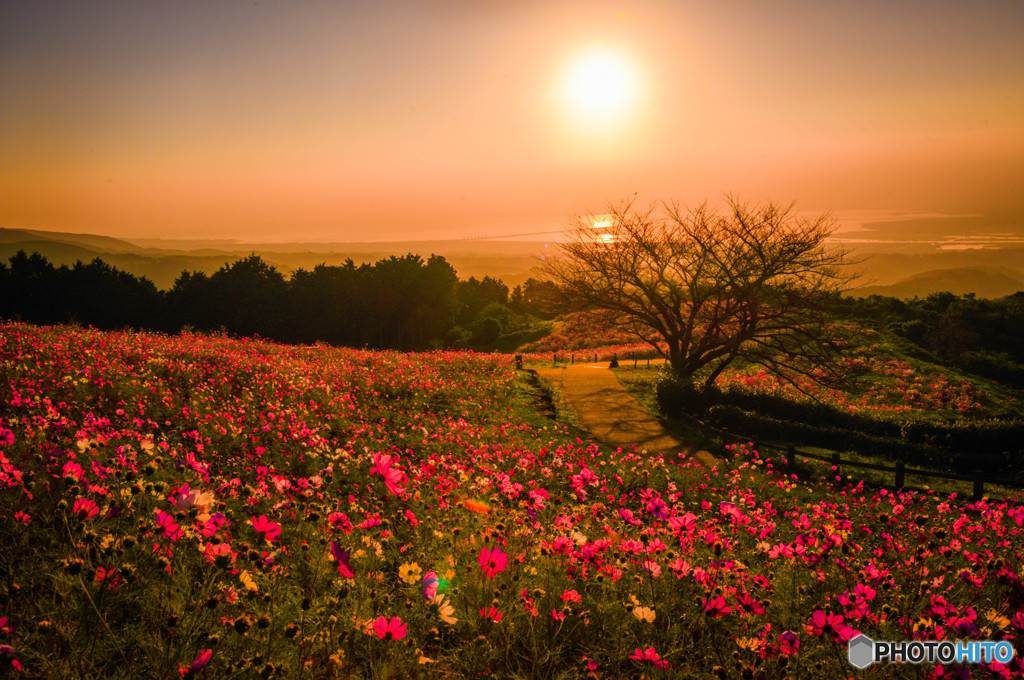 晩秋の秋桜