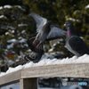 飛び立つ