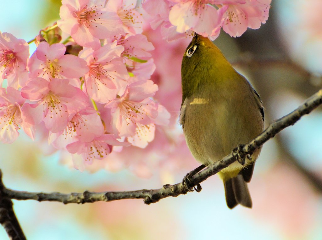 ついばむ