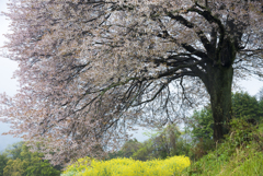 馬場の山桜