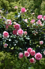 101　ピンクのつる薔薇