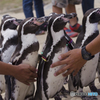 ペンギン見守られて