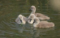 白鳥の子が生まれました！