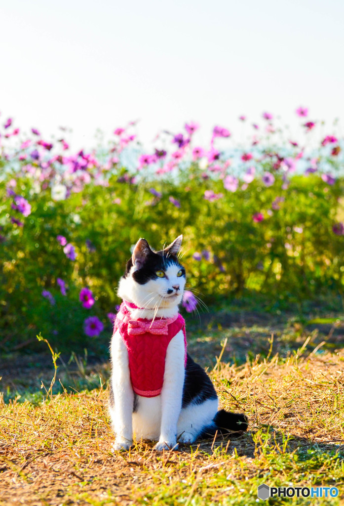 秋桜と御花見猫ちゃん