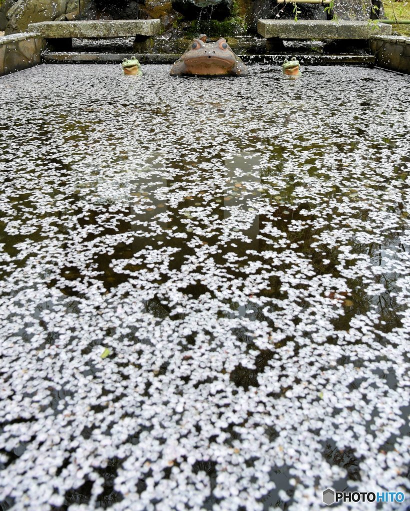 カエルさんお花見