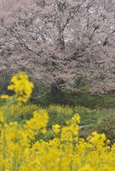 馬場の山桜３　菜の花と競演