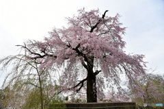 優美な桜