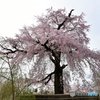 優美な桜