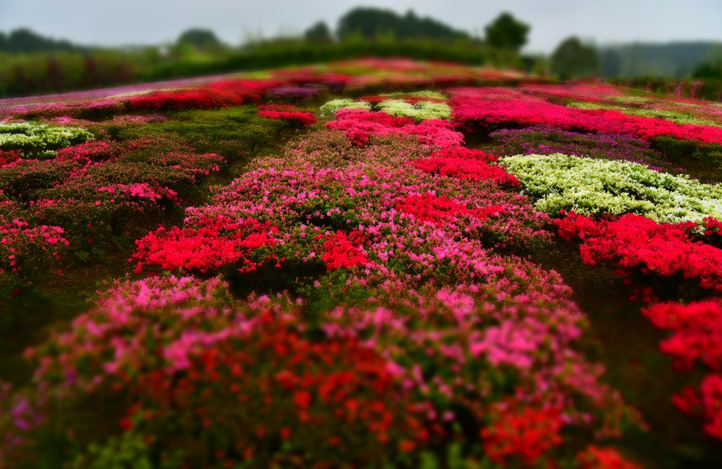 Carpet of the azalea
