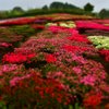 Carpet of the azalea