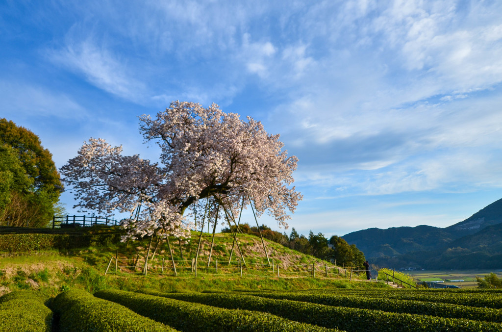 桜のある風景