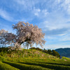 桜のある風景